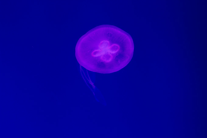 夏令營第二季，新華學(xué)子一起遨游海洋王國