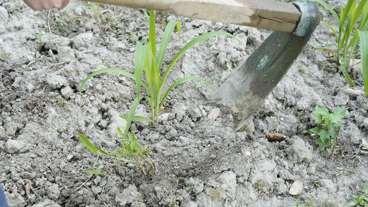 新風(fēng)采新青年|寓教于“種”，新攀高峰