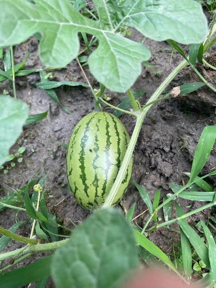 豐收季來襲！新華農(nóng)場喜迎豐收季~