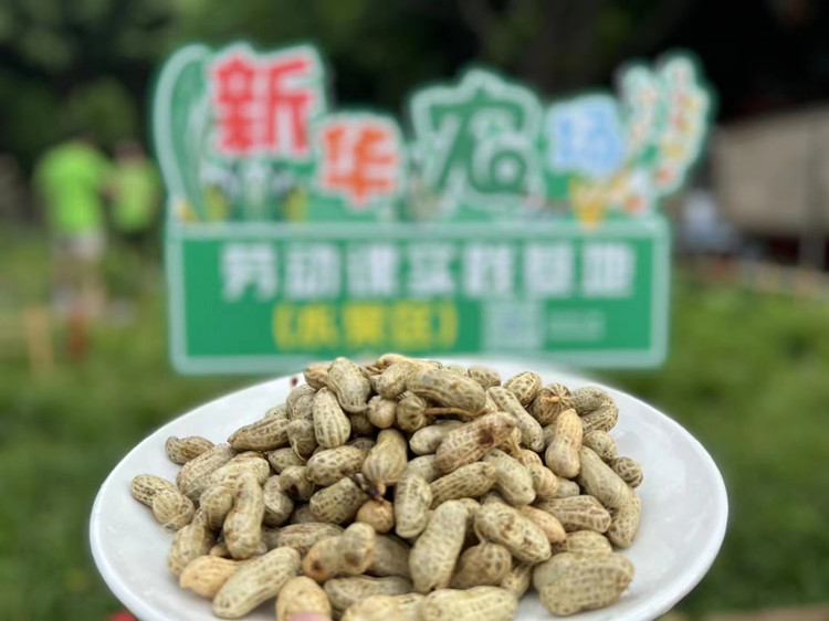 豐收季來襲！新華農(nóng)場喜迎豐收季~
